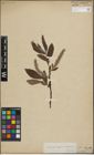 Foto von Salix lapponum L. x Salix silesiaca Willd.